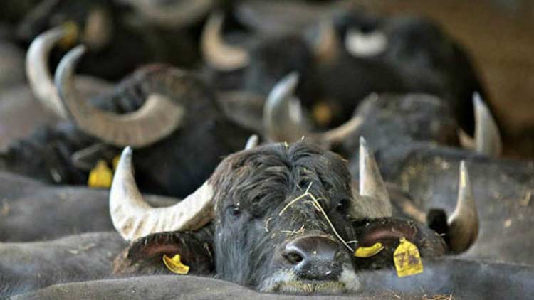 കന്നുകാലി മോഷണം: സംഘത്തെക്കുറിച്ച് കൂടുതൽ വിവരങ്ങൾ ലഭിച്ചു