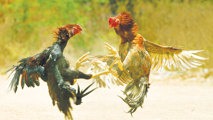 COCK_FIGHT