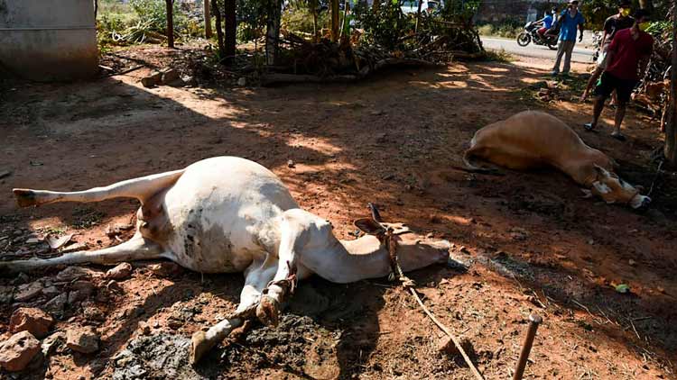 വാതക ചോർച്ച കന്നുകാലികളെയും കാർഷിക വിളകളെയും ബാധിച്ചു