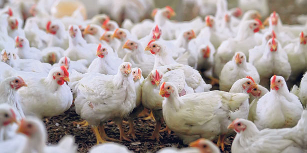 ഇളക്കമില്ലാതെ കോഴിവില; വീണ്ടും കൂടാൻ സാധ്യത 