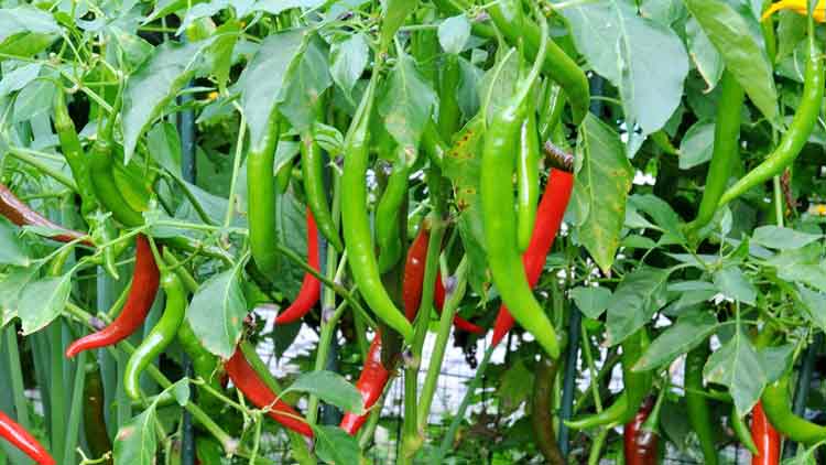 പറഞ്ഞ ആളേയല്ല പച്ചമുളക്​