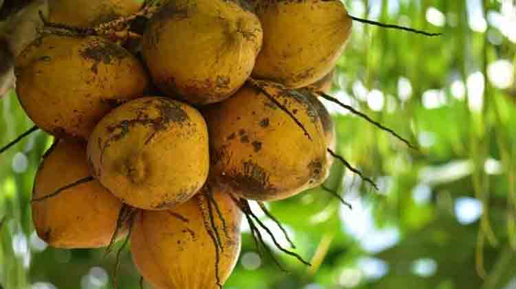 സ്​ഥാനാർഥികളേ, കേൾക്കൂ, ഇൗ ‘തേങ്ങ’ൽ