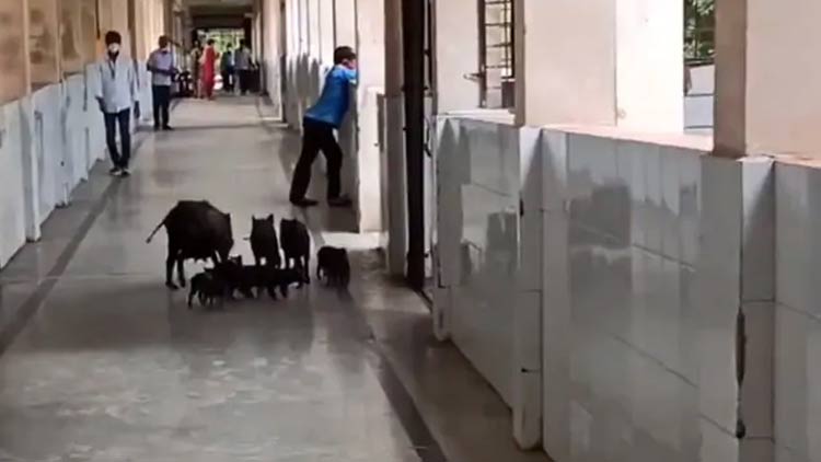 കർണാടകയിൽ കോവിഡ്​ ആശുപത്രിയിൽ പന്നികൾ വിലസുന്നു; അലംഭാവമെന്ന്​ പ്രതിപക്ഷം