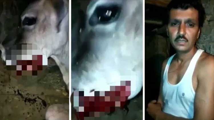 ഗോതമ്പിൽ പൊതിഞ്ഞ സ്​ഫോടകവസ്തു കഴിച്ച ഗർഭിണിയായ പശുവി​െൻറ വായ്​ തകർന്നു