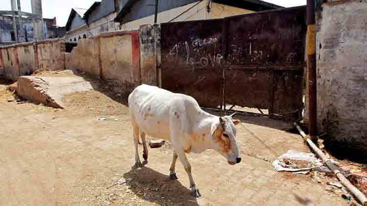 പശുവിൻെറ വായ്​ തകർന്ന സംഭവം; ഉപയോഗിച്ചത്​ വീട്ടുനിർമിത ബോംബ്​