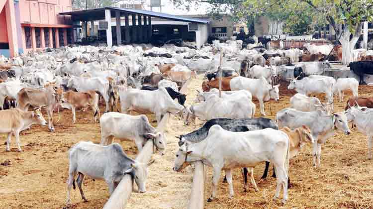 വോട്ട് ചുരത്തുന്ന ഗോശാലകൾ വോട്ട് ചുരത്തുന്ന ഗോശാലകൾ
