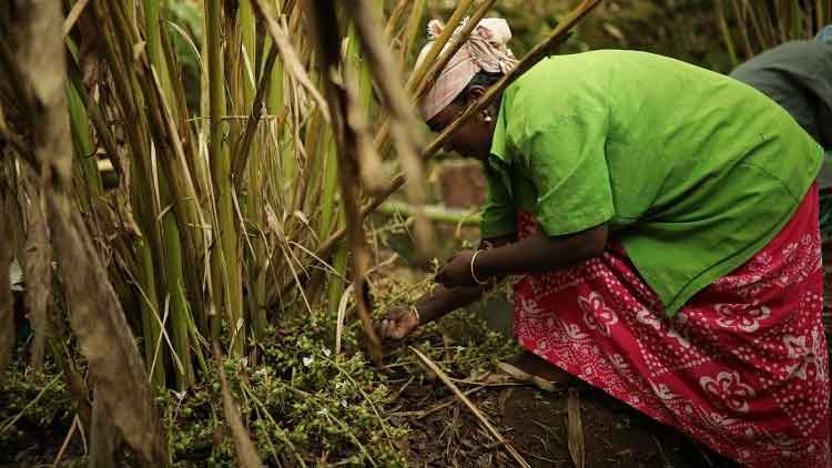വിളകളുടെ വിലയെല്ലാം പിടിവിട്ട്​ താഴേക്ക്​