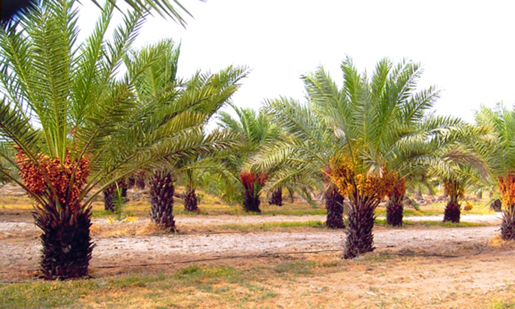 Dates Farming