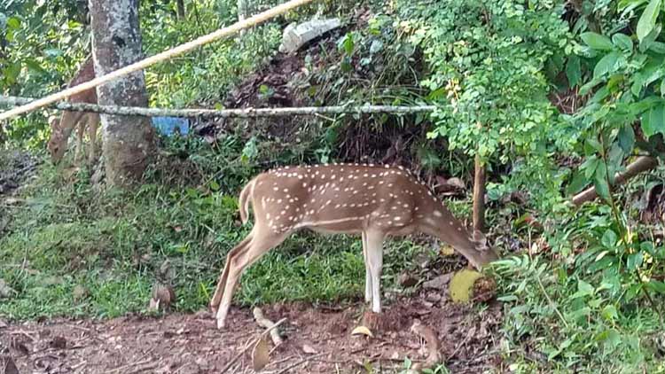 കാട്ടുമൃഗങ്ങൾ കൃഷി നശിപ്പിക്കാൻ വന്നാൽ?