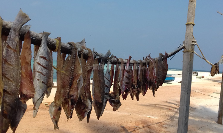 Drying Tuna Fishes