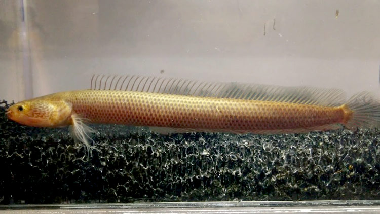 ഭൂ​ഗ​ർ​ഭ​വ​രാ​ൽ –ഇവൻ ലോ​ക​ത്തെ ര​ണ്ടാ​മ​ൻ