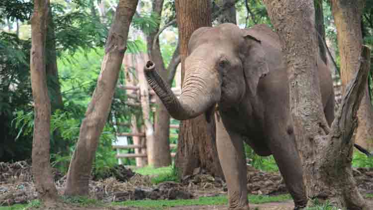 അട്ടപ്പാടിയിൽ കാട്ടാന ആക്രമണത്തിൽ ഊരുമൂപ്പൻ കൊല്ലപ്പെട്ടു അട്ടപ്പാടിയിൽ കാട്ടാന ആക്രമണത്തിൽ ഊരുമൂപ്പൻ കൊല്ലപ്പെട്ടു