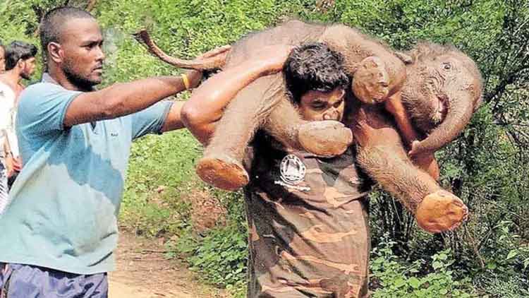 രണ്ടുവർഷം മുമ്പ് ഫോറസ്​റ്റ്​ ഗാർഡ്​​ ഒരു ആനക്കുട്ടിയെ ചുമന്ന കഥ