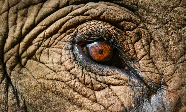 Elephant-Eye