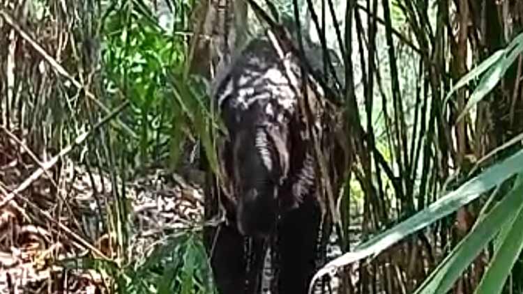 കൂട്ടം തെറ്റിയ കാട്ടാനക്കുട്ടി ജനവാസ കേന്ദ്രത്തിലെത്തി