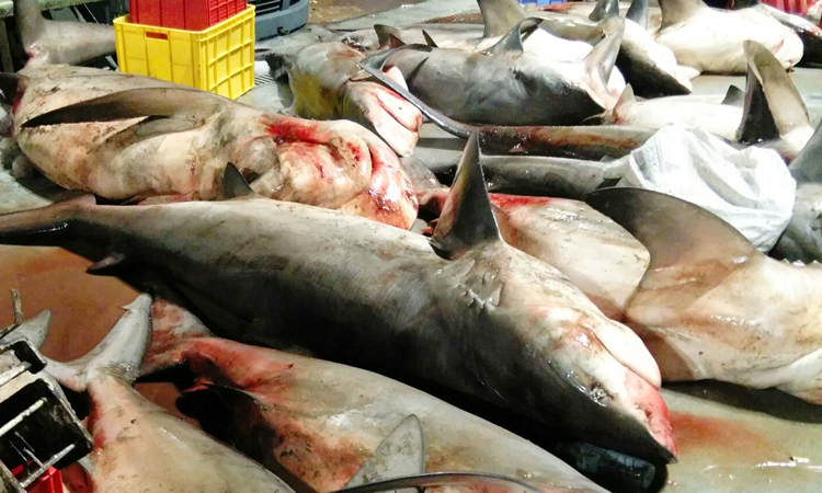 ചൂട് അതി കഠിനം:  മീന്‍ വില കുതിക്കുന്നു