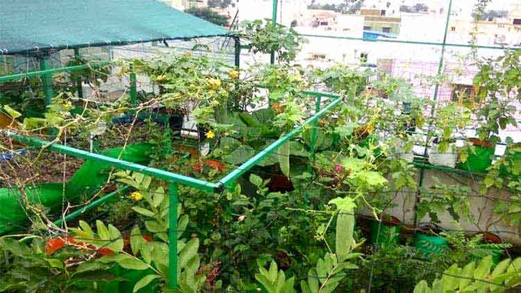 ലോക്​ഡൗണിൽ പച്ചവിരിക്കാം മട്ടുപ്പാവിൽ