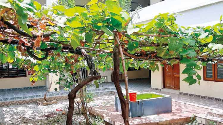 ഇൗ റമദാനിലും തളിരിട്ട്​ മുന്തിരിവള്ളികൾ