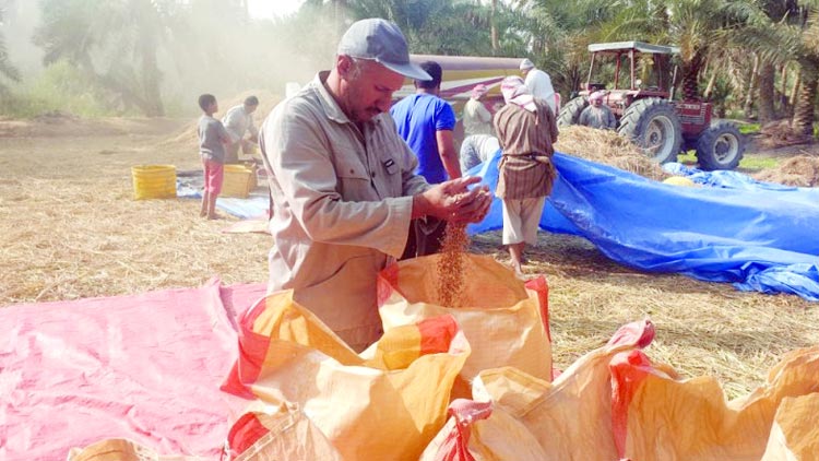 സൗ​ദി​യു​ടെ നെ​ല്ല​റ​യി​ൽ ആ​ഹ്ലാ​ദ​ത്തിൻെറ കൊ​യ്ത്തു​കാ​ലം