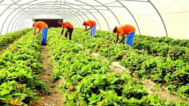 വിളവും സന്തോഷവും ഇരട്ടിപ്പിച്ച് ൈഹഡ്രോപോണിക്സ് കൃഷി