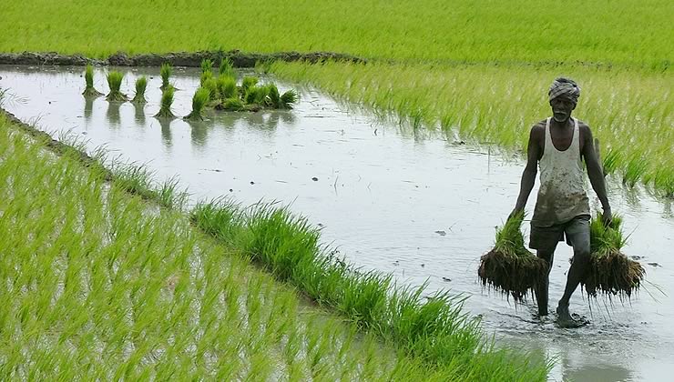 കാർഷിക സംരംഭകരെയും ഉപഭോക്താക്കളെയും ബന്ധിപ്പിച്ച്​ കൂട്ടായ്മ വരുന്നു