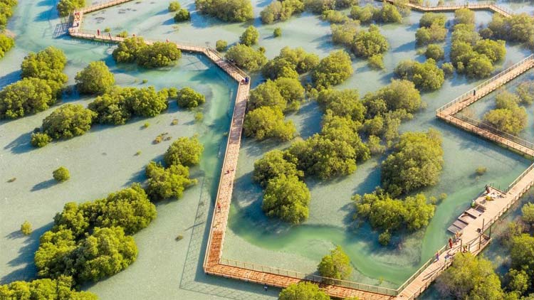 അ​ൽ ജു​ബൈ​ൽ ദ്വീ​പി​ലെ മാ​ൻ​ഗ്രോ​വ്  പാ​ർ​ക്കി​ൽ തി​ര​ക്കേ​റു​ന്നു