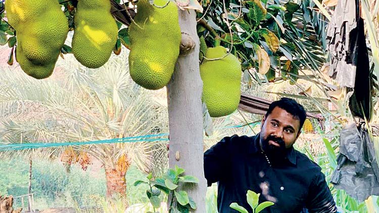 മ​ല​യാ​ളി​ക​ളു​ടെ സ്വ​ന്തം ച​ക്ക​ക്ക്  ഗ​ള്‍ഫി​ലും വേ​രു​ക​ൾ