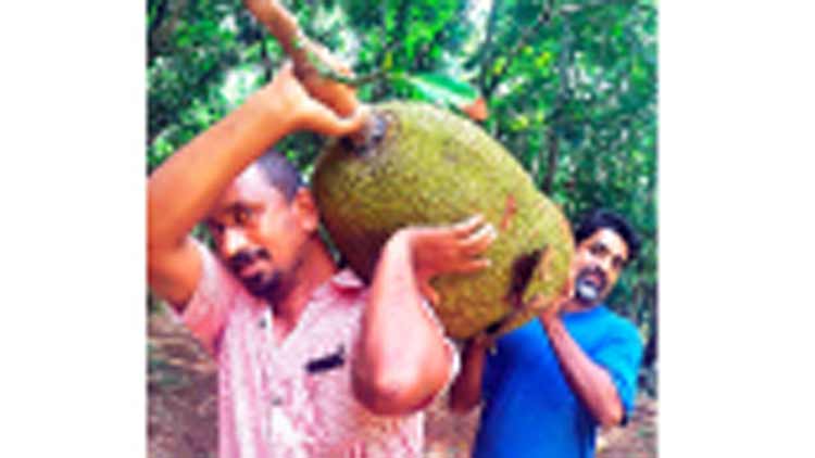 അഞ്ചലിൽ ഭീമൻ ചക്ക, തൂക്കത്തിലും വലിപ്പത്തിലും ഒന്നാമൻ