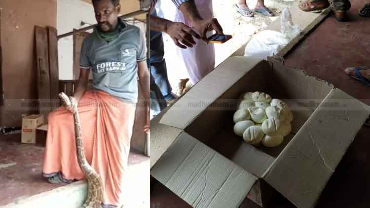 പൂട്ടിയിട്ട ജ്വല്ലറിയിൽ 20 മുട്ടകളുമായി പെരുമ്പാമ്പ്​ അടയിരുന്നു -VIDEO