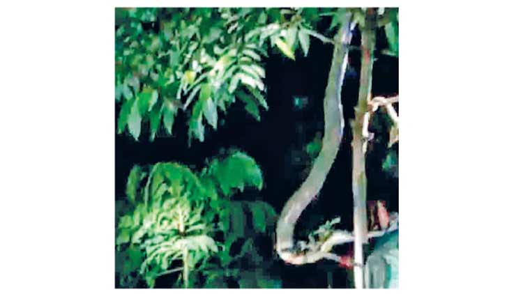 മ​ര​ത്തി​ൽ ക​യ​റി​യ  രാ​ജ​വെ​മ്പാ​ല​യെ പി​ടി​കൂ​ടി