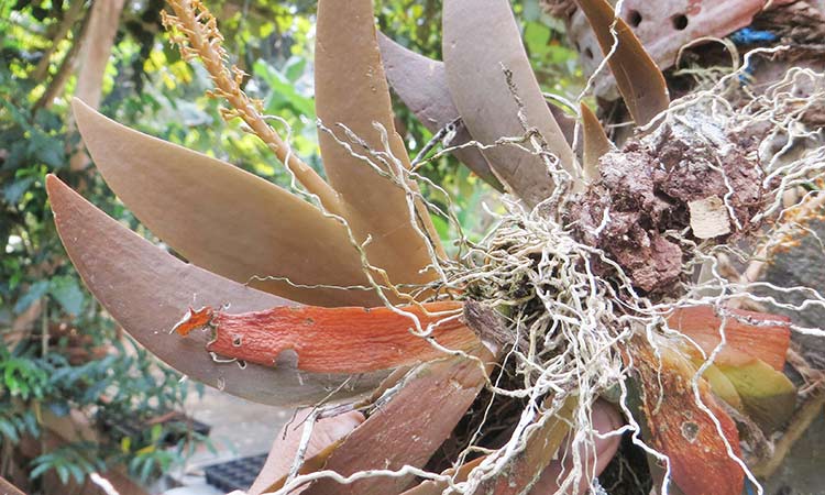 എസ്​.ബി കോളജി​െൻറ പേരിൽ പുതിയ സസ്യം