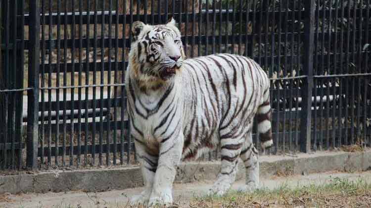 കൽപ്പന ചത്തത്​ കോവിഡ്​ ബാധിച്ചല്ല; ആശ്വാസത്തിൽ മൃഗശാല അധികൃതർ