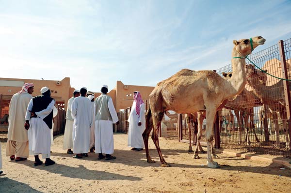 Camel-market-Al-Ain
