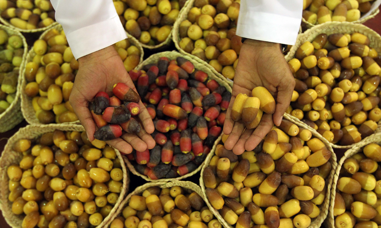 ലിവ ഇൗത്തപ്പഴ   മേളക്ക്​ തിരശ്ശീല