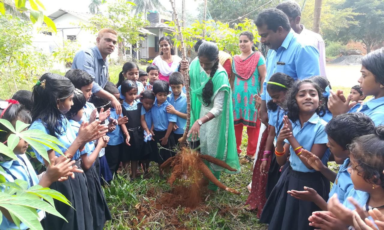 കപ്പകൃഷി വിളവെടുപ്പ്