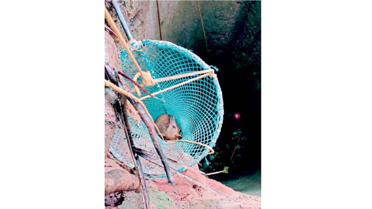 മി​ണ്ടാ​പ്രാ​ണി​ക​ളു​ടെ പൊ​ട്ട​ക്കി​ണ​റ്റി​ലെ  ദു​രി​ത​ജീ​വി​ത​ത്തി​ന് അ​റു​തി