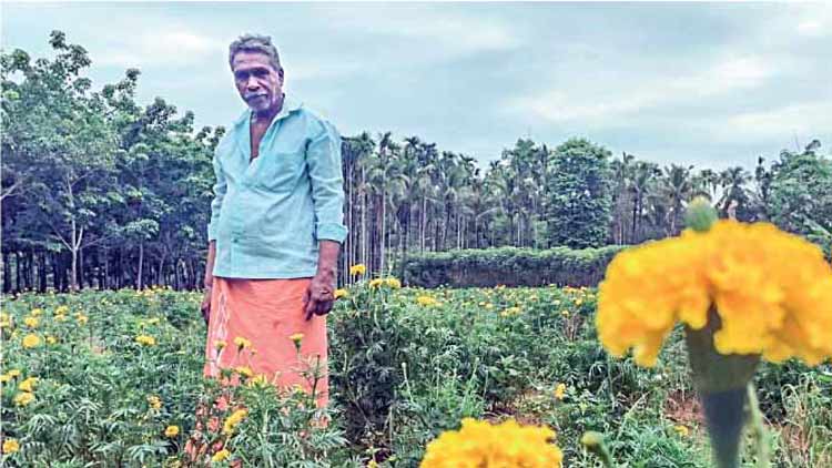 ചെണ്ടുമല്ലി വിടർന്നു; മോ​ഹ​ൻ​ദാ​സി​ന് ഇത്​ കണ്ണീർ പൂക്കൾ