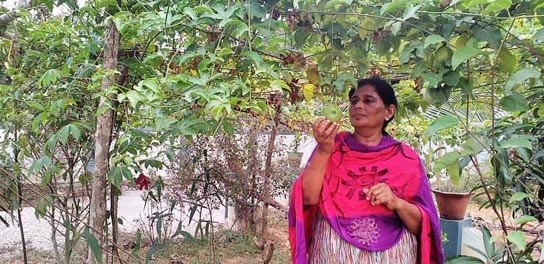 കൃഷി മോളി ജോസഫിന് കുടുംബകാര്യം