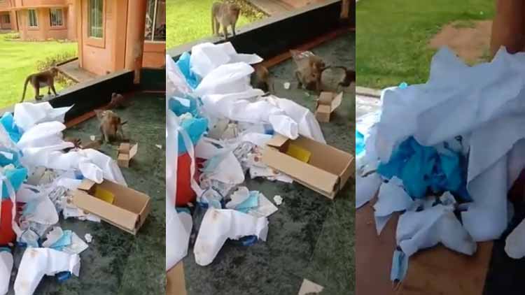 ഉപേക്ഷിച്ച പി.പി.ഇ കിറ്റുകൾകൊണ്ട്​ കളിക്കുന്ന കുരങ്ങൻമാർ; വിഡിയോ വൈറലായതോടെ നടപടി