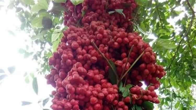 കോന്നിയിലെ വനങ്ങളിൽ ഇനി മൂട്ടിപ്പഴത്തി​െൻറ മാധുര്യം നിറയും