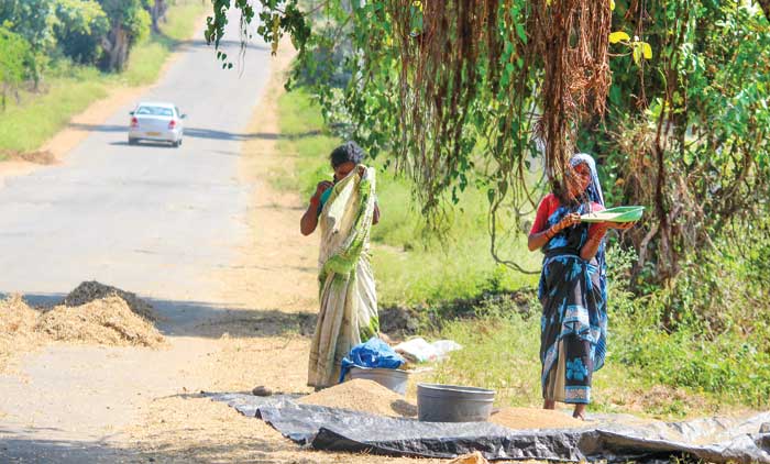 മുതിര വിളയുന്ന പാതകൾ