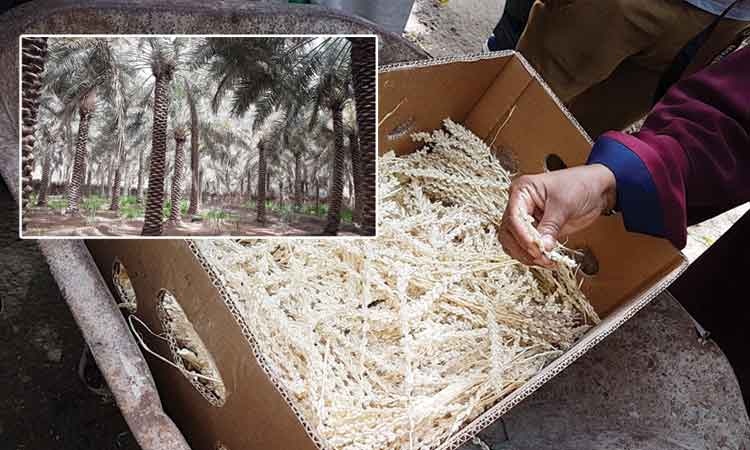 കാരക്കത്തോട്ടങ്ങൾക്കിത്​ പ്രജനനകാലം