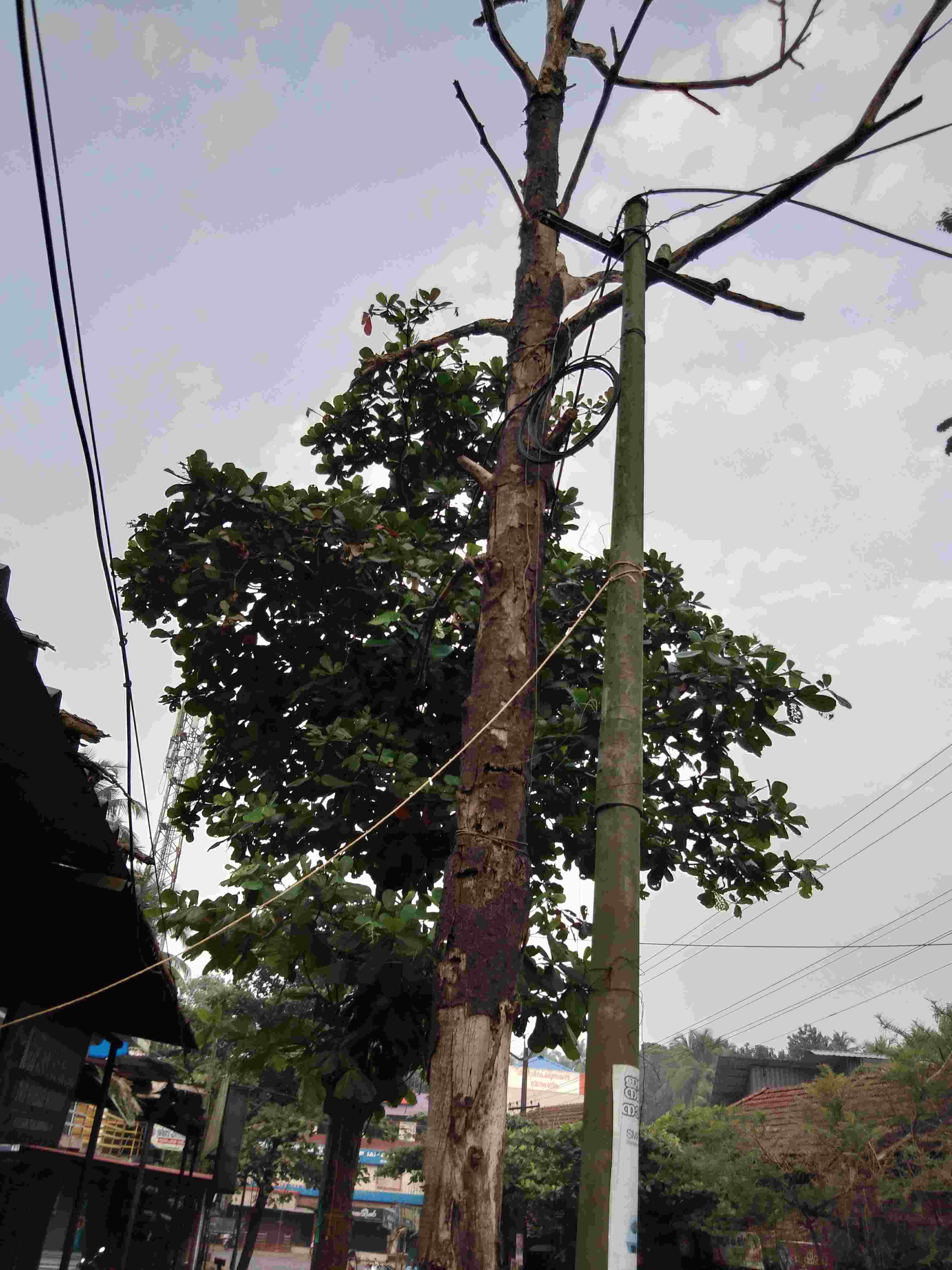 യാ​ത്രക്കാർക്ക് ഭീഷണിയായി ഉണങ്ങിയ പ്ലാവ്