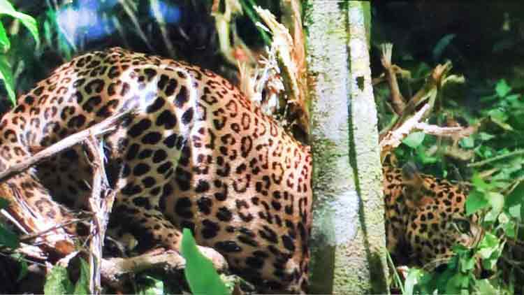 Odappallam-leopard