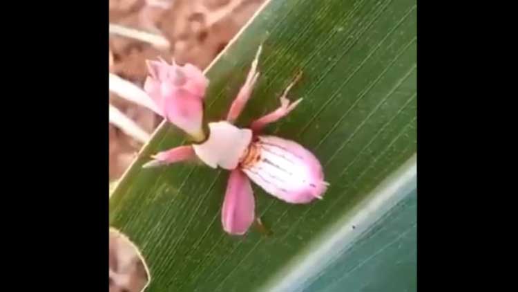 ‘ഇൗ ഒാർക്കിഡ്​ നടക്കും’ അവിശ്വസനീയമെന്ന്​ സോഷ്യൽ മീഡിയ -വിഡിയോ