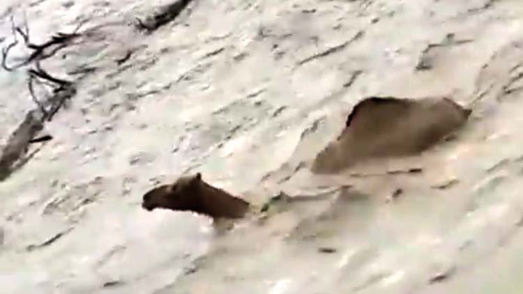 യു.​എ.​ഇ​യി​ൽ​ മ​ഴ​യും  ആ​ലി​പ്പ​ഴ വീ​ഴ്​​ച​യും