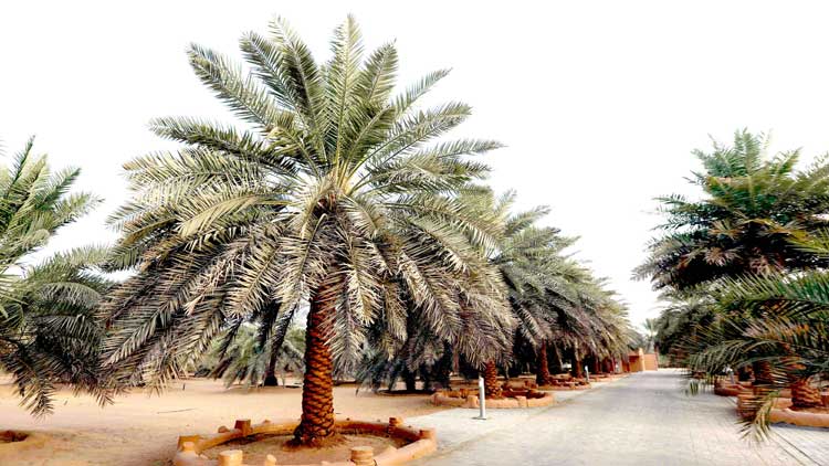 യു​നെ​സ്‌​കോ​യു​ടെ സാം​സ്‌​കാ​രി​ക പൈ​തൃ​ക  പ​ട്ടി​ക​യി​ൽ ഇ​ടം​പി​ടി​ച്ച്​ ‘ഈ​ന്ത​പ്പ​ന’