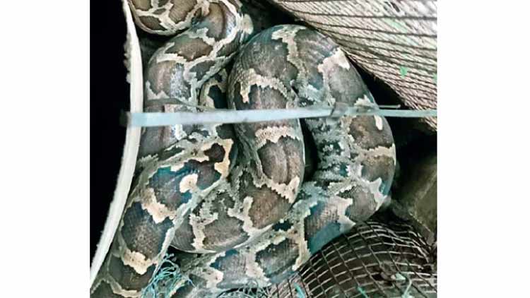 മ​ല​മ്പാ​മ്പി​നെ പി​ടി​കൂ​ടി