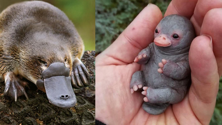 PLATYPUS