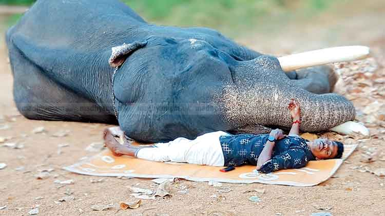 Elephant Rajan and Manikandan